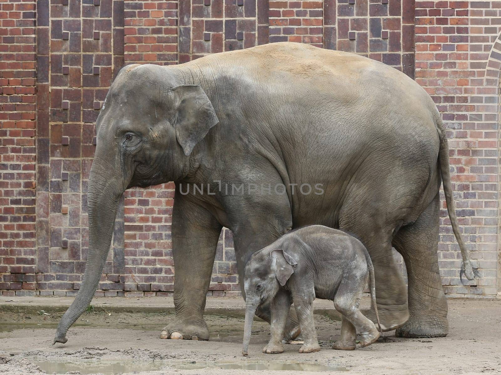 Asian elephant cow Rani with Asian elephant baby Kiran in the elephant temple Ganesha Mandir from ZOO Leipzig