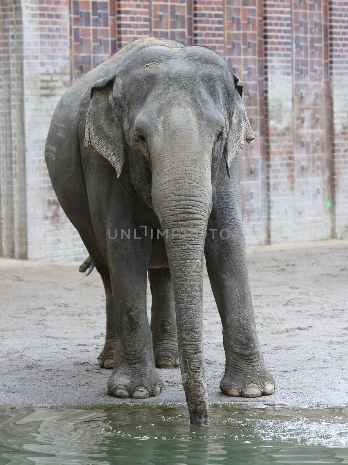 Asian elephant in Ganesha Mandir Elephant Temple from Leipzig Zoo
