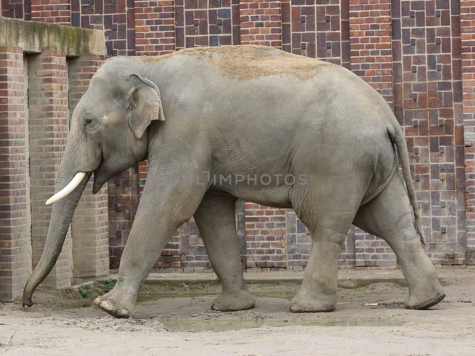 Asian bull elephant Voi Nam in the Ganesha Mandir Elephant Temple at ZOO Leipzig