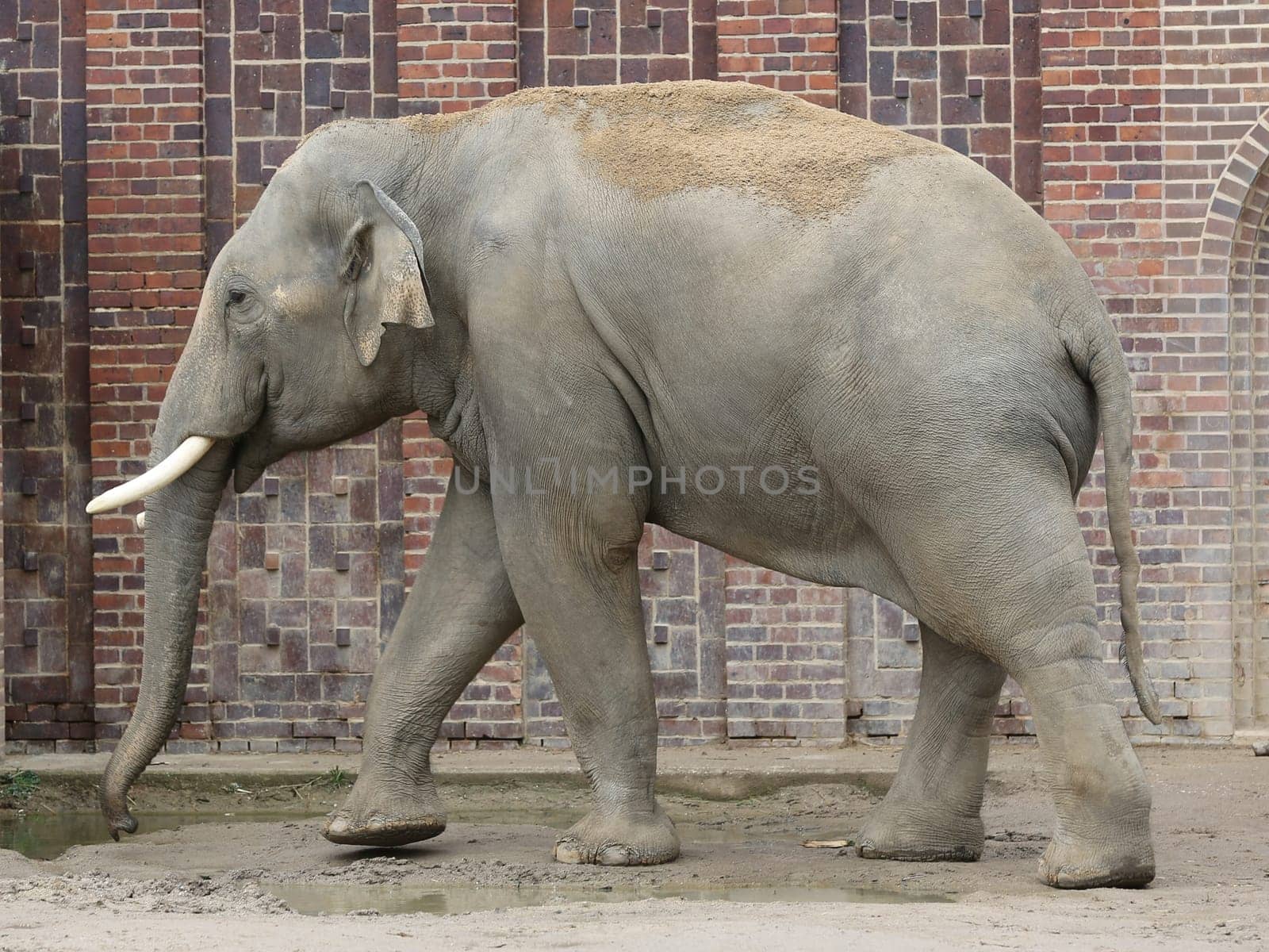 Asian bull elephant Voi Nam in the Ganesha Mandir Elephant Temple at ZOO Leipzig