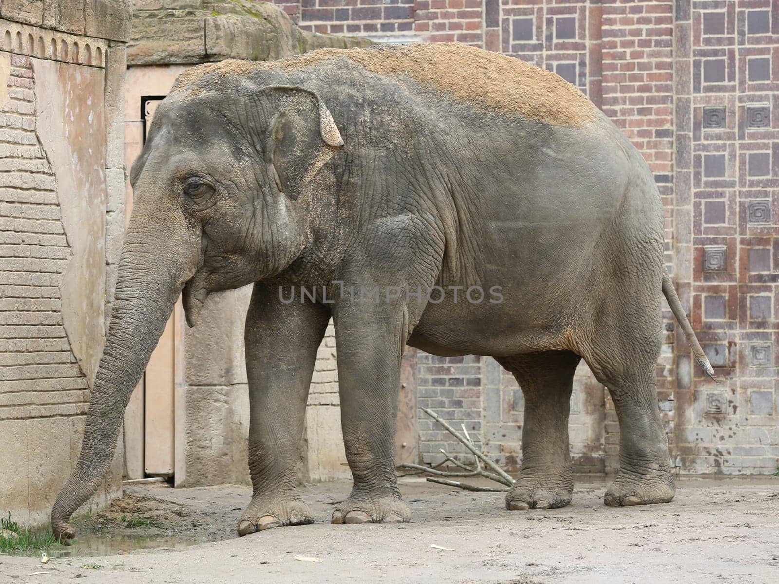 Asian elephant cow Rani in the Ganesha Mandir elephant temple at ZOO Leipzig