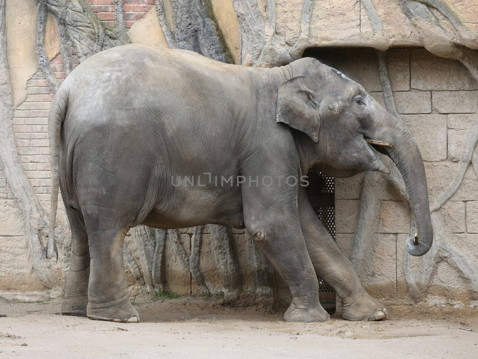 Asian elephant cow Rani in the Ganesha Mandir elephant temple at ZOO Leipzig