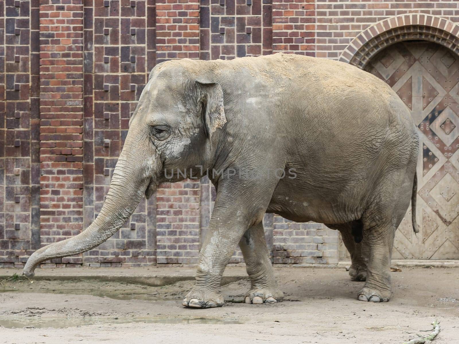 Asian elephant in Ganesha Mandir Elephant Temple from Leipzig Zoo