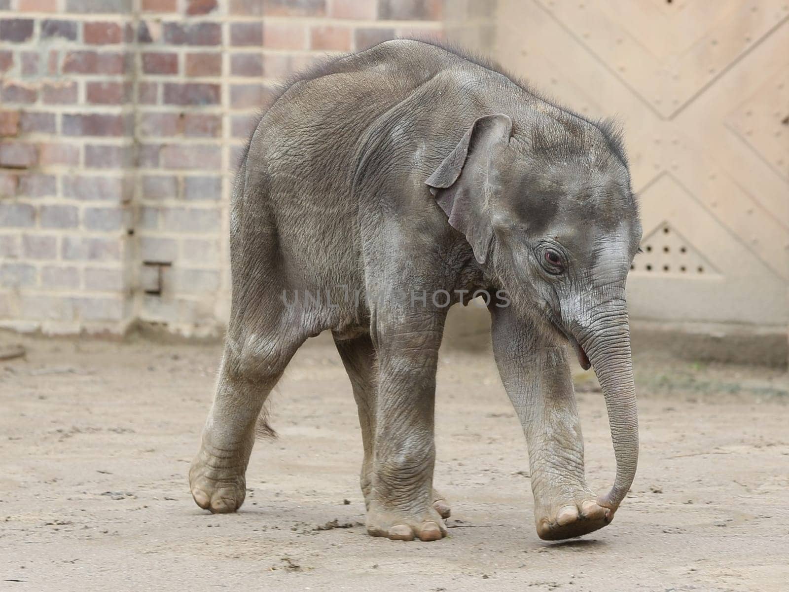 Asian baby elephant Kiran in the elephant temple Ganesha Mandir from ZOO Leipzig