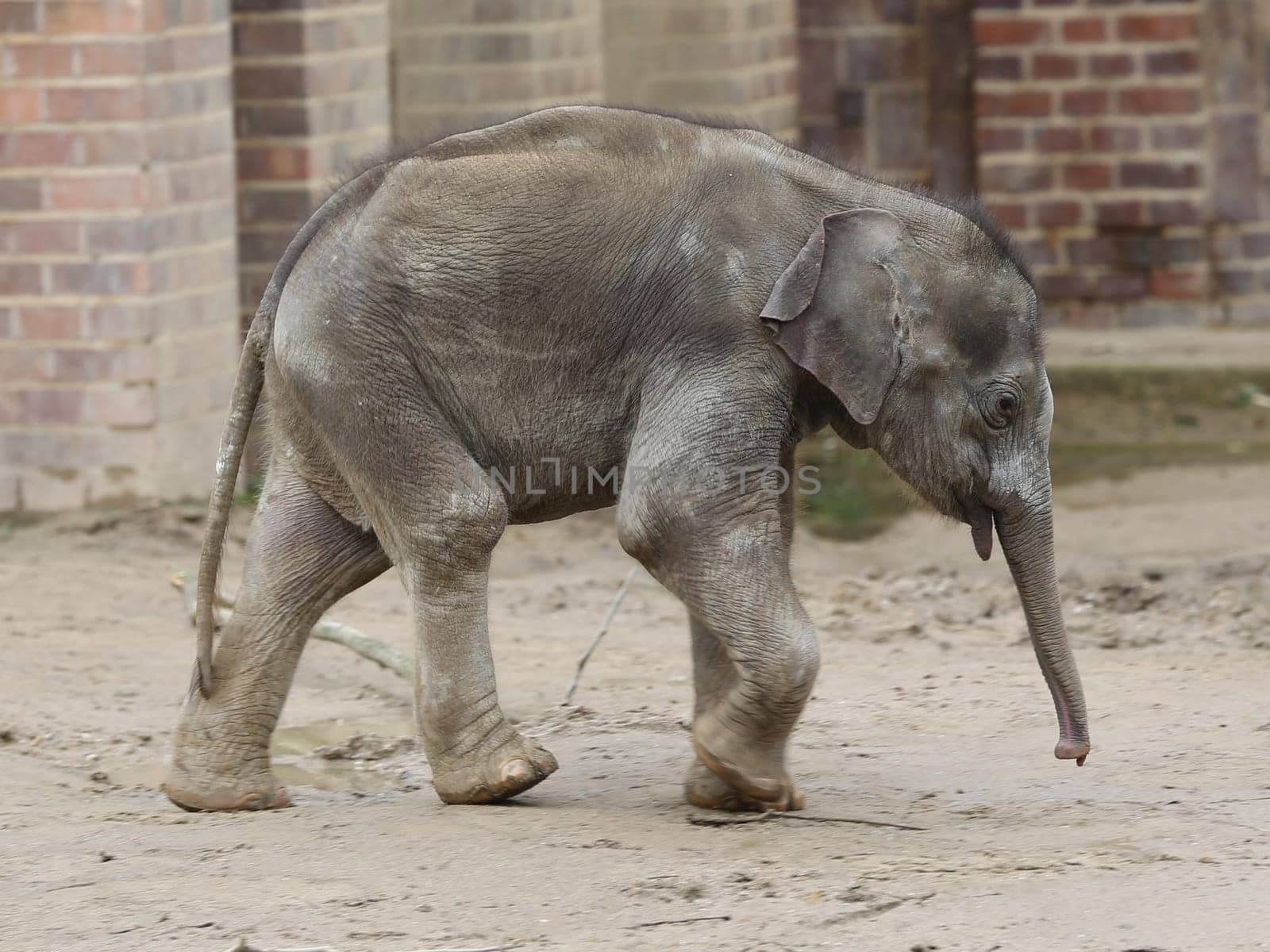 Asian baby elephant Kiran in the elephant temple Ganesha Mandir from ZOO Leipzig