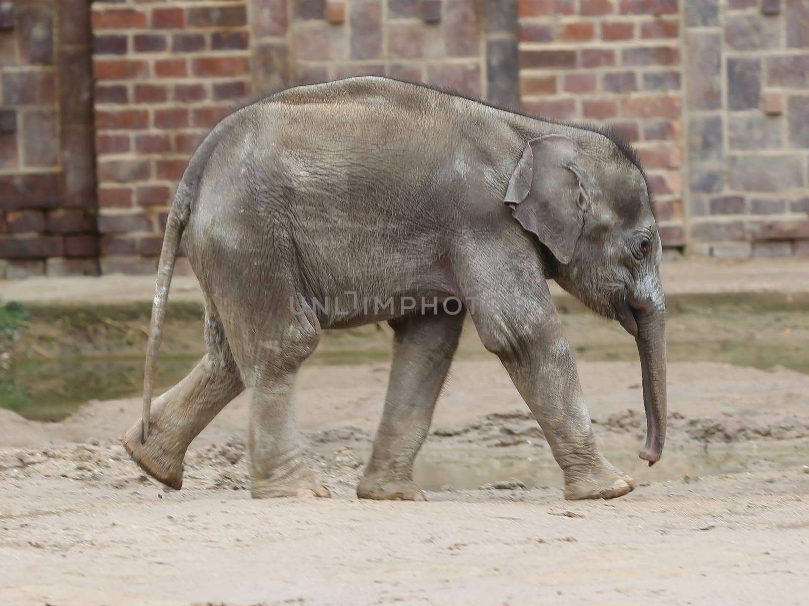 Asian baby elephant Kiran in the elephant temple Ganesha Mandir from ZOO Leipzig