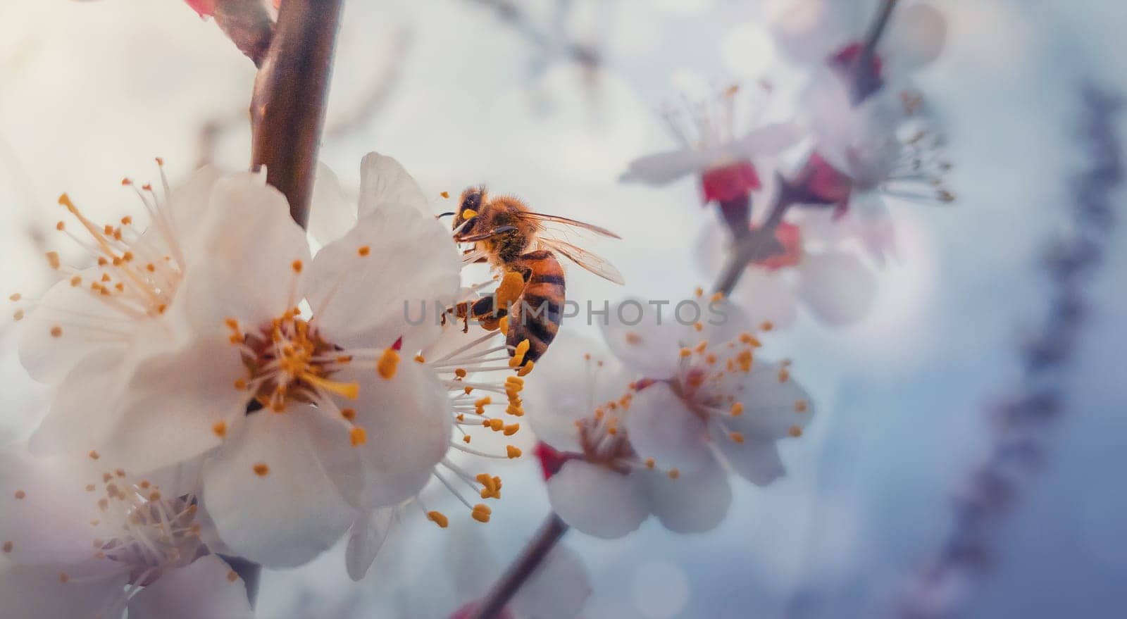Close up of a diligent honey bee collects nectar from a blooming apricot tree. Little, black and golden, busy bee picks pollen from blossoming fruit flowers. Early spring background, nature awakening.