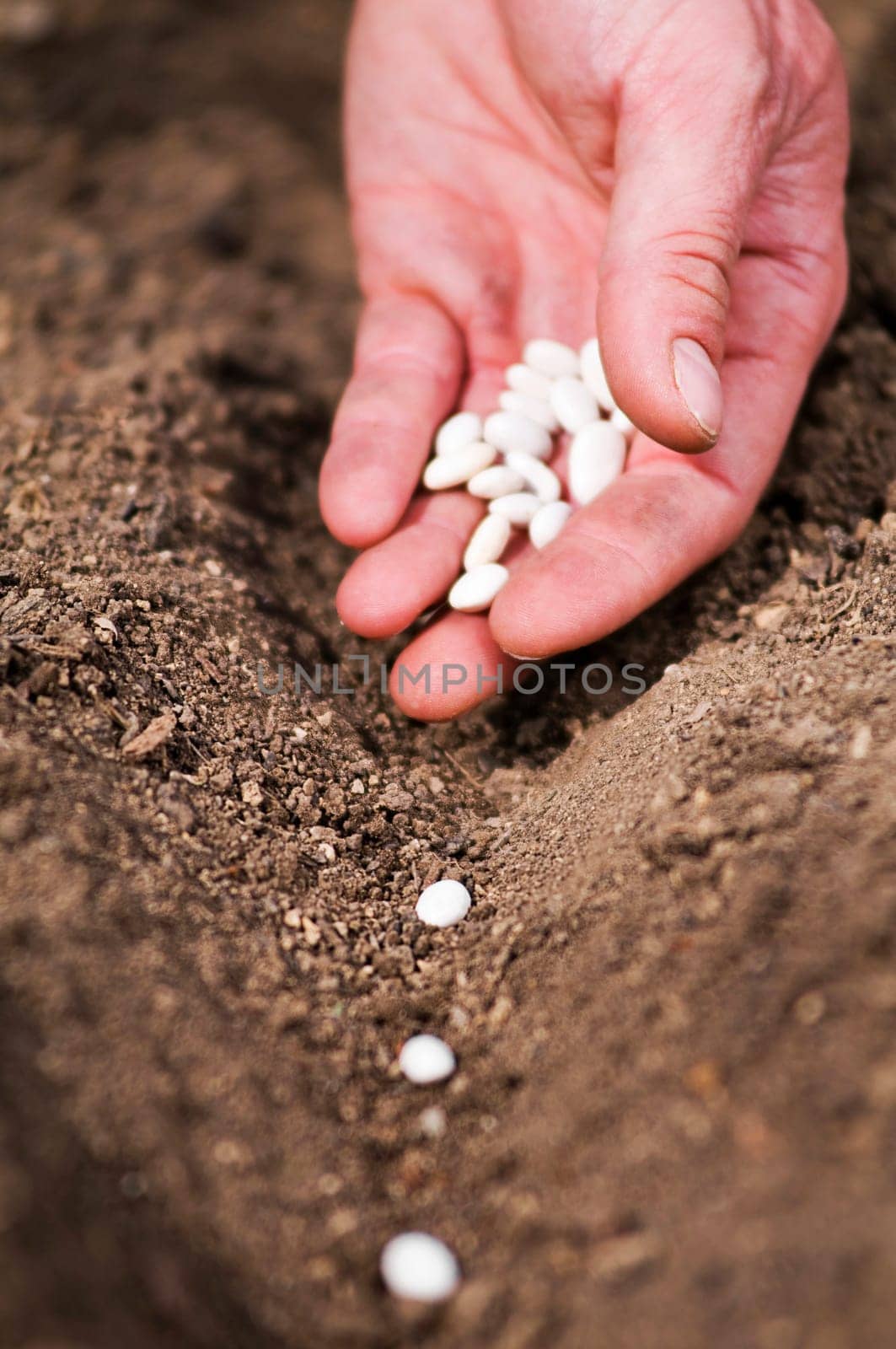 Hand planting bean seeds of marrow in the vegetable garden. Hand growing seeds of vegetable on sowing soil at garden metaphor gardening, agriculture concept.