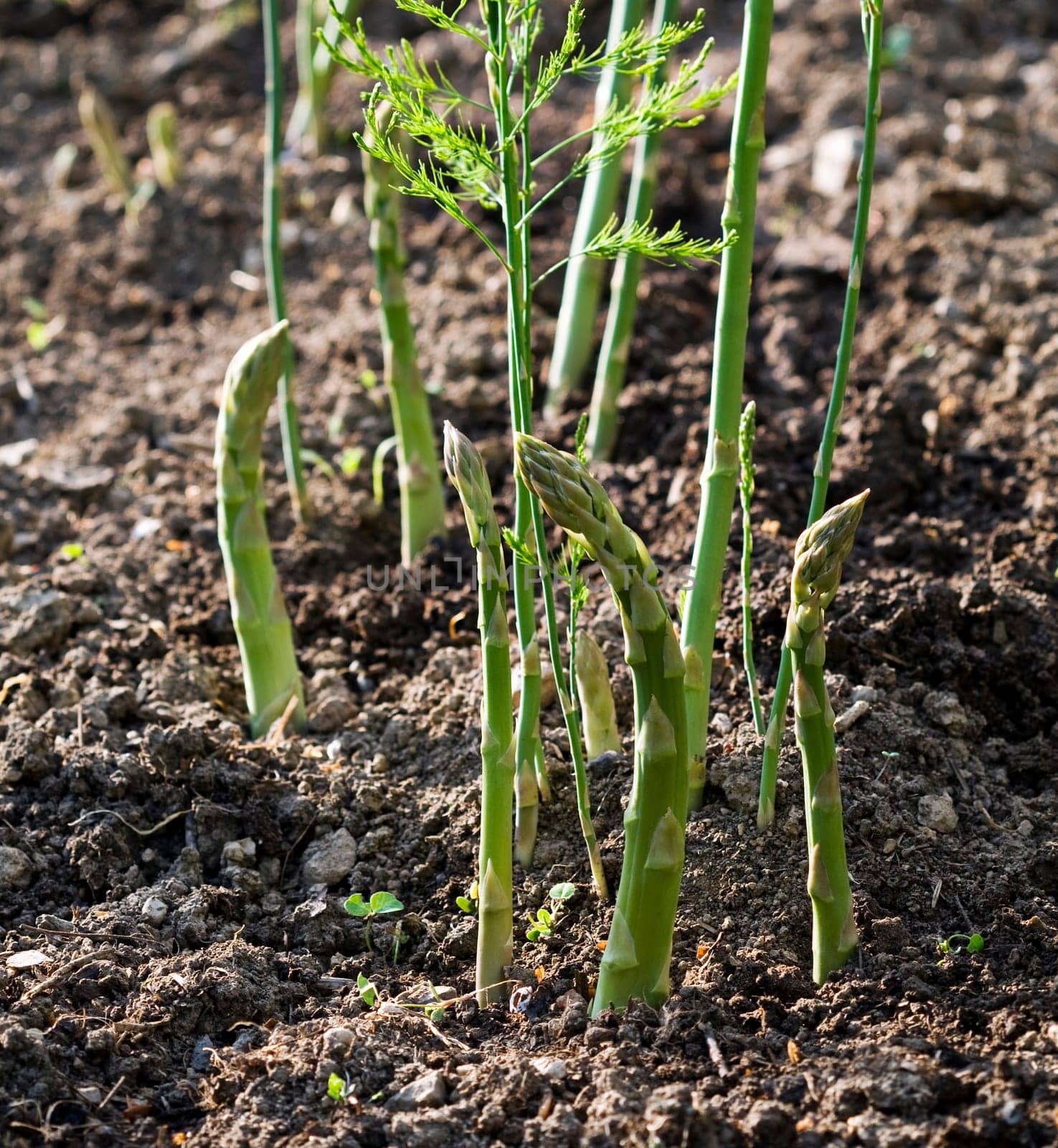 Asparagus. Fresh Asparagus. Green Asparagus. Asparagus growing in the garden