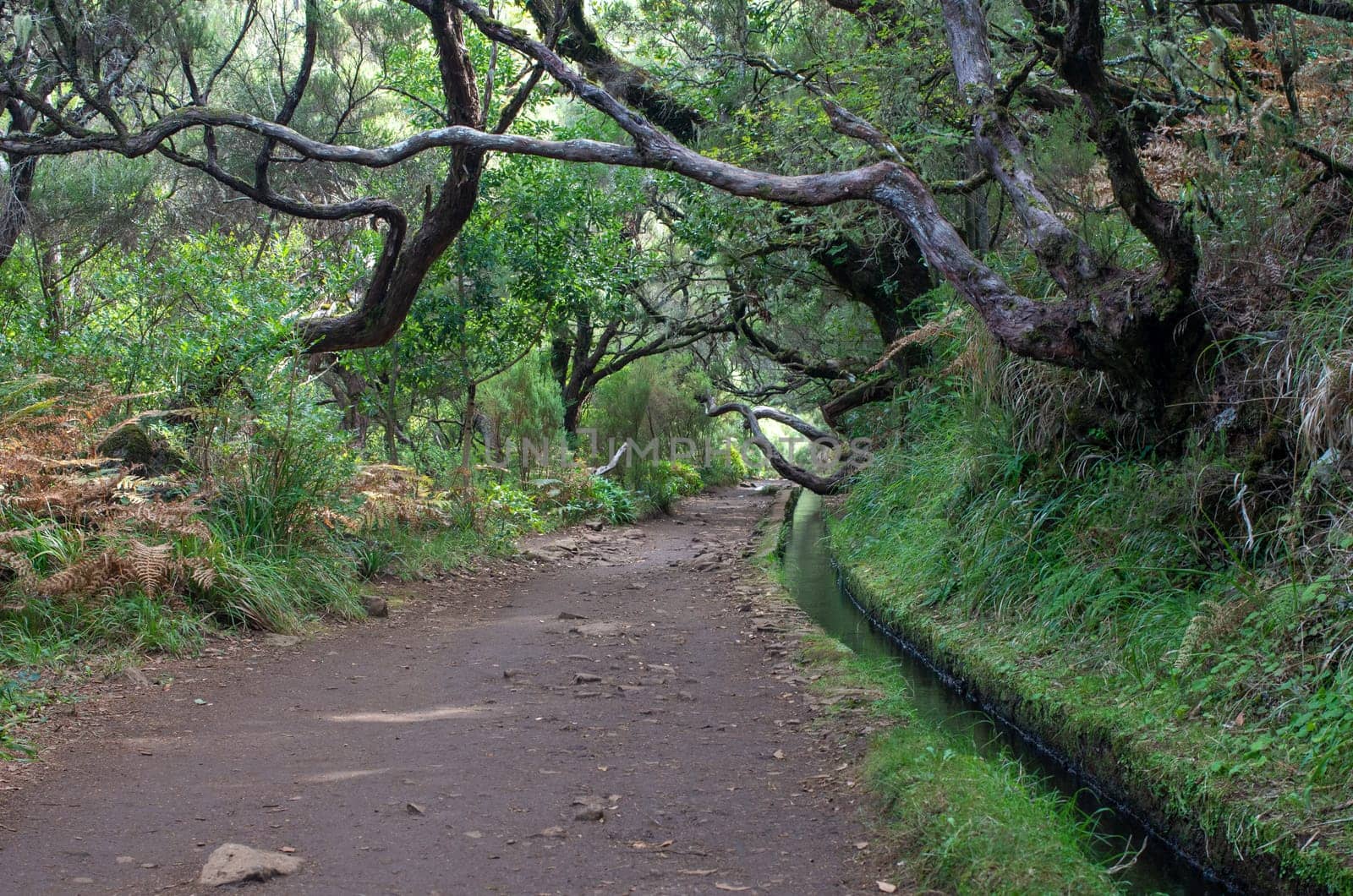 Irrigation canal levada in Madeira islands forests, Portugal