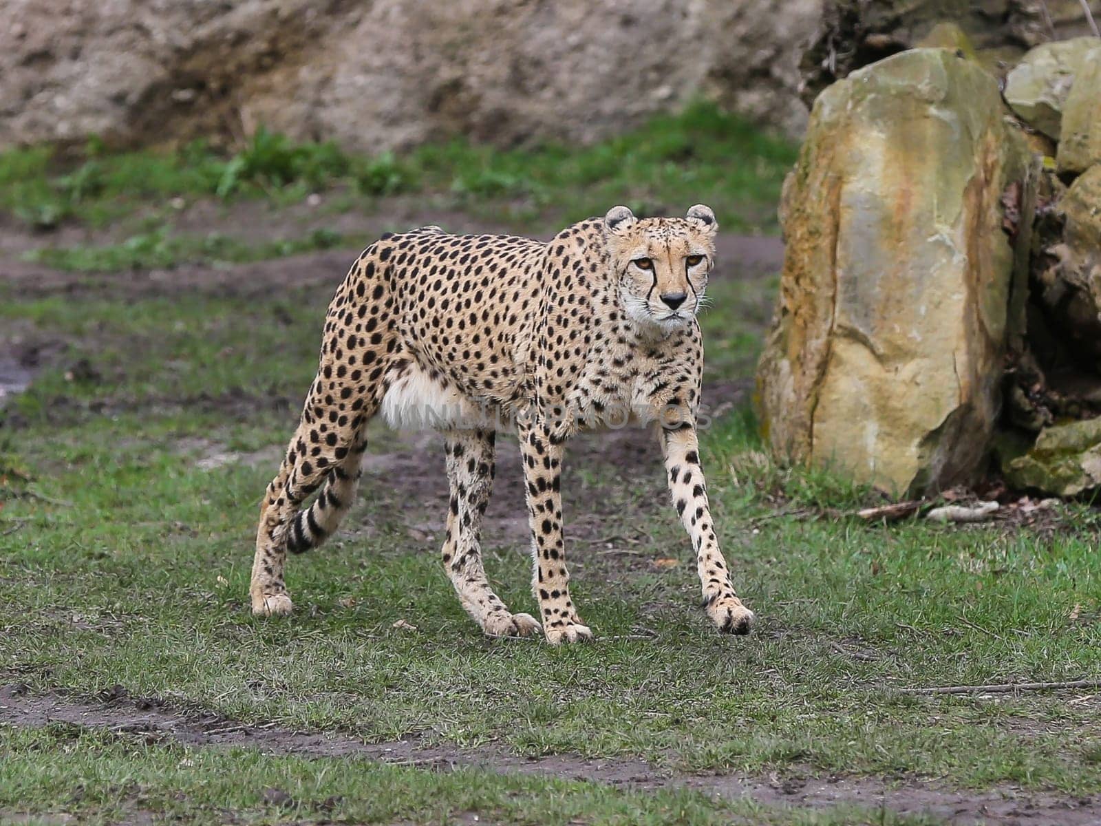 South African cheetah in Kiwara-Kopje from ZOO Leipzig