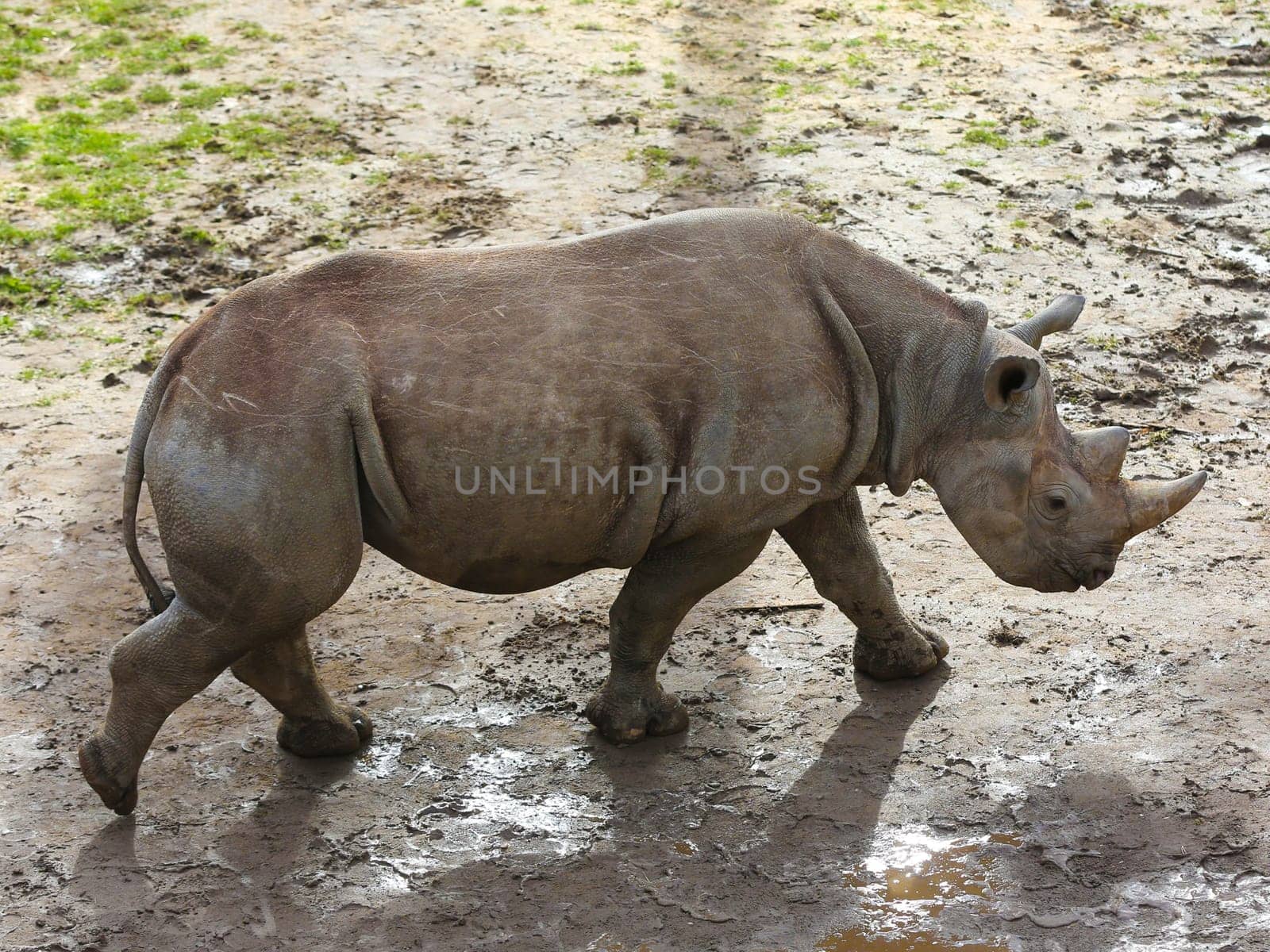 East African black rhinoceros offspring Sudan in Kiwara-Kopje from ZOO Leipzig