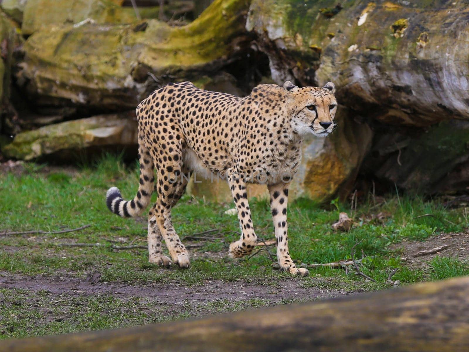 South African cheetah in Kiwara-Kopje from ZOO Leipzig