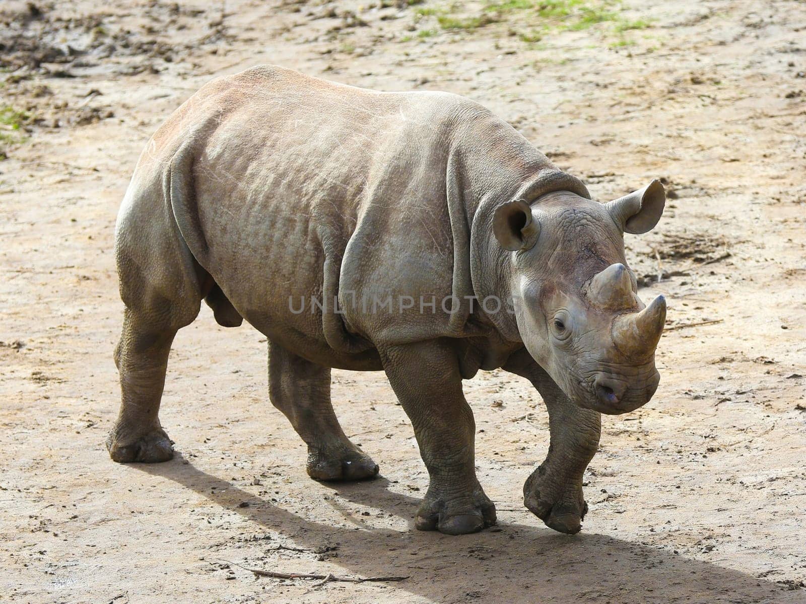 East African black rhinoceros offspring Sudan in Kiwara-Kopje from ZOO Leipzig