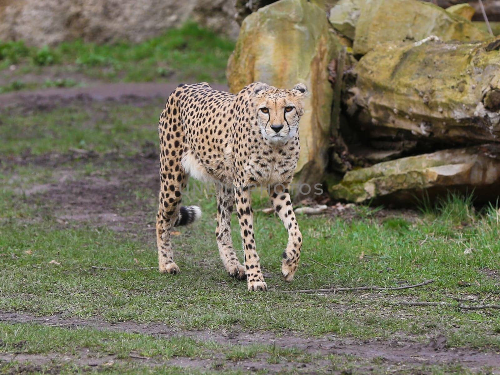 South African cheetah in Kiwara-Kopje from ZOO Leipzig
