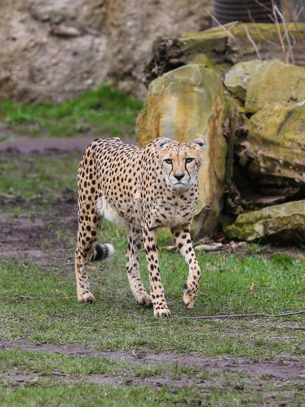 South African cheetah in Kiwara-Kopje from ZOO Leipzig