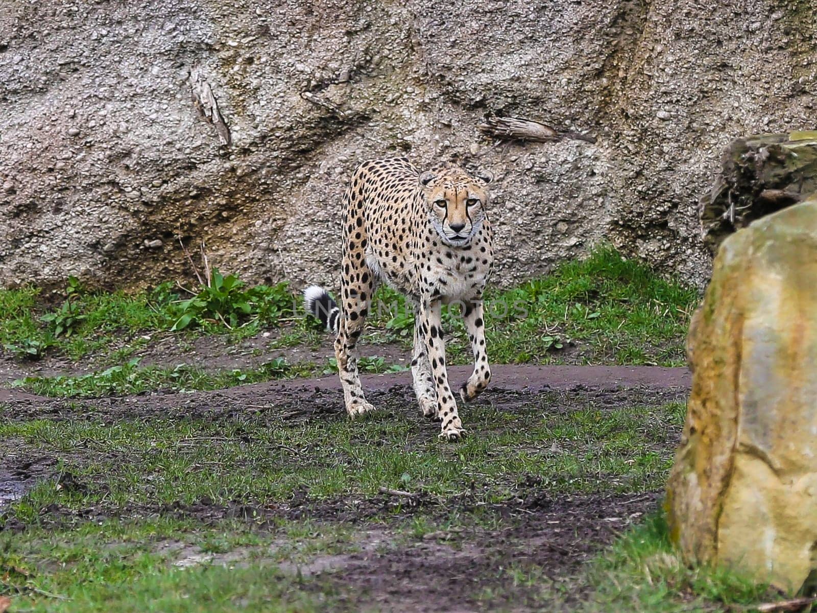 South African cheetah in Kiwara-Kopje from ZOO Leipzig