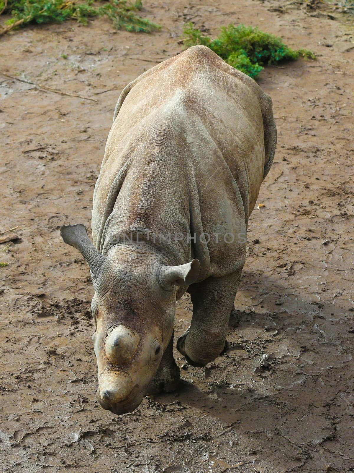 East African black rhinoceros offspring Sudan in Kiwara-Kopje from ZOO Leipzig
