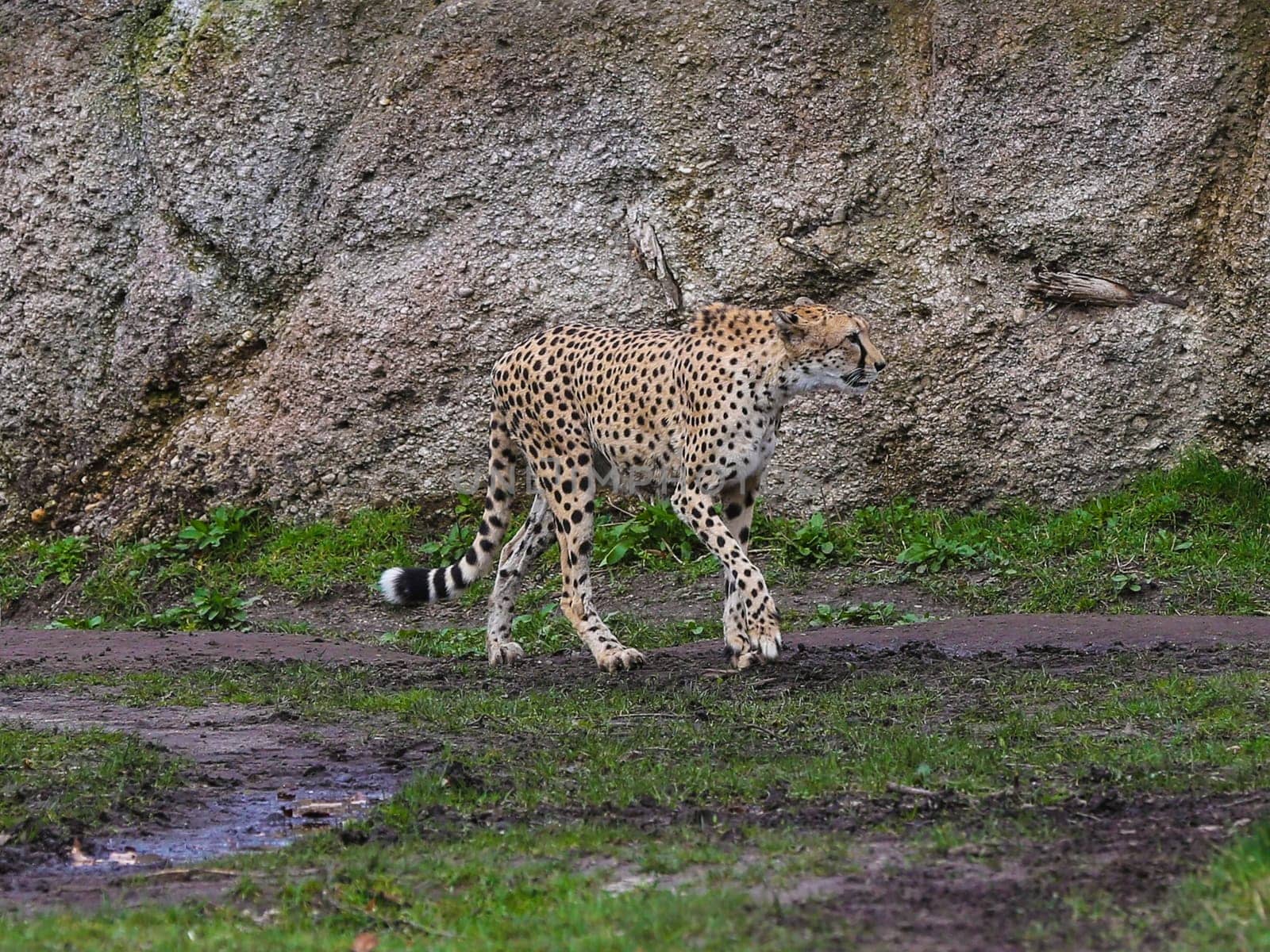 South African cheetah in Kiwara-Kopje from ZOO Leipzig