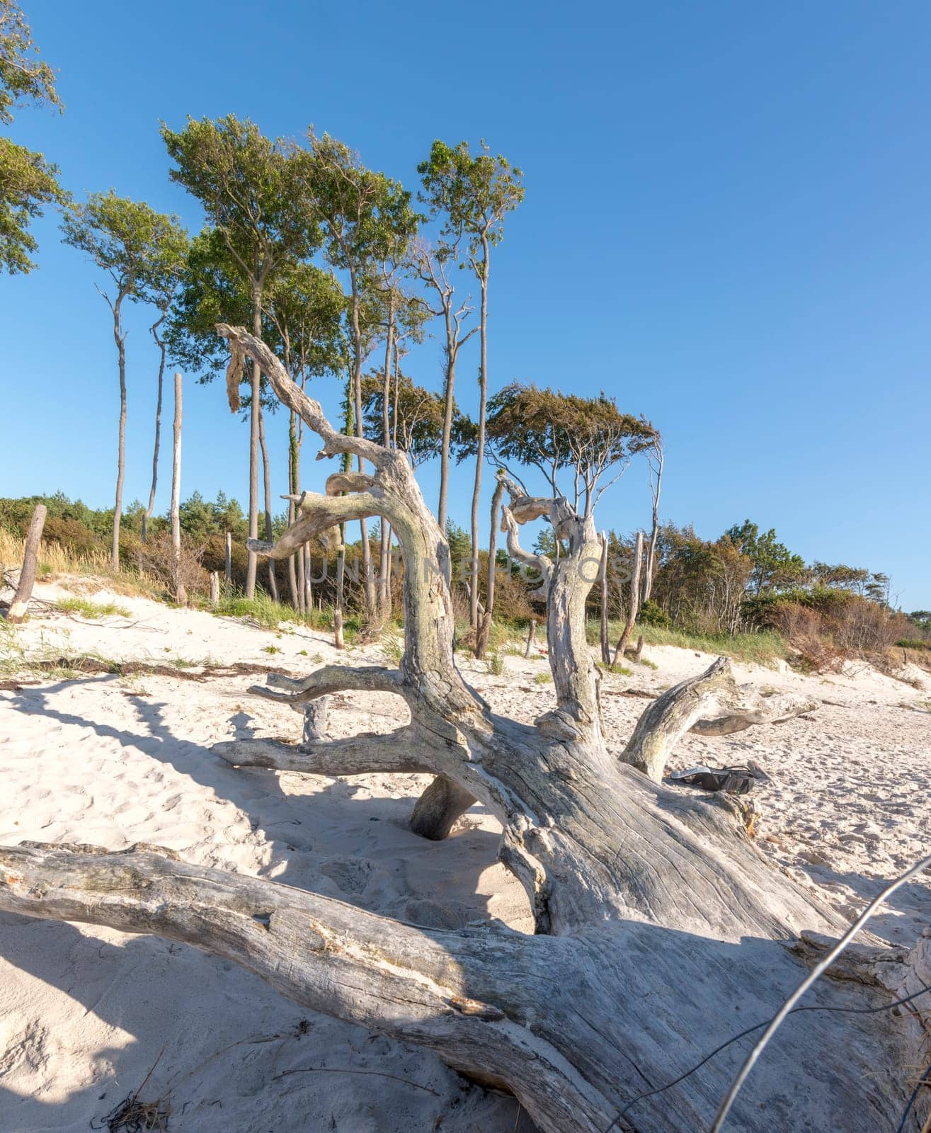 Old tree trunk lies on a sandy beach with dunes, forest and blue sky