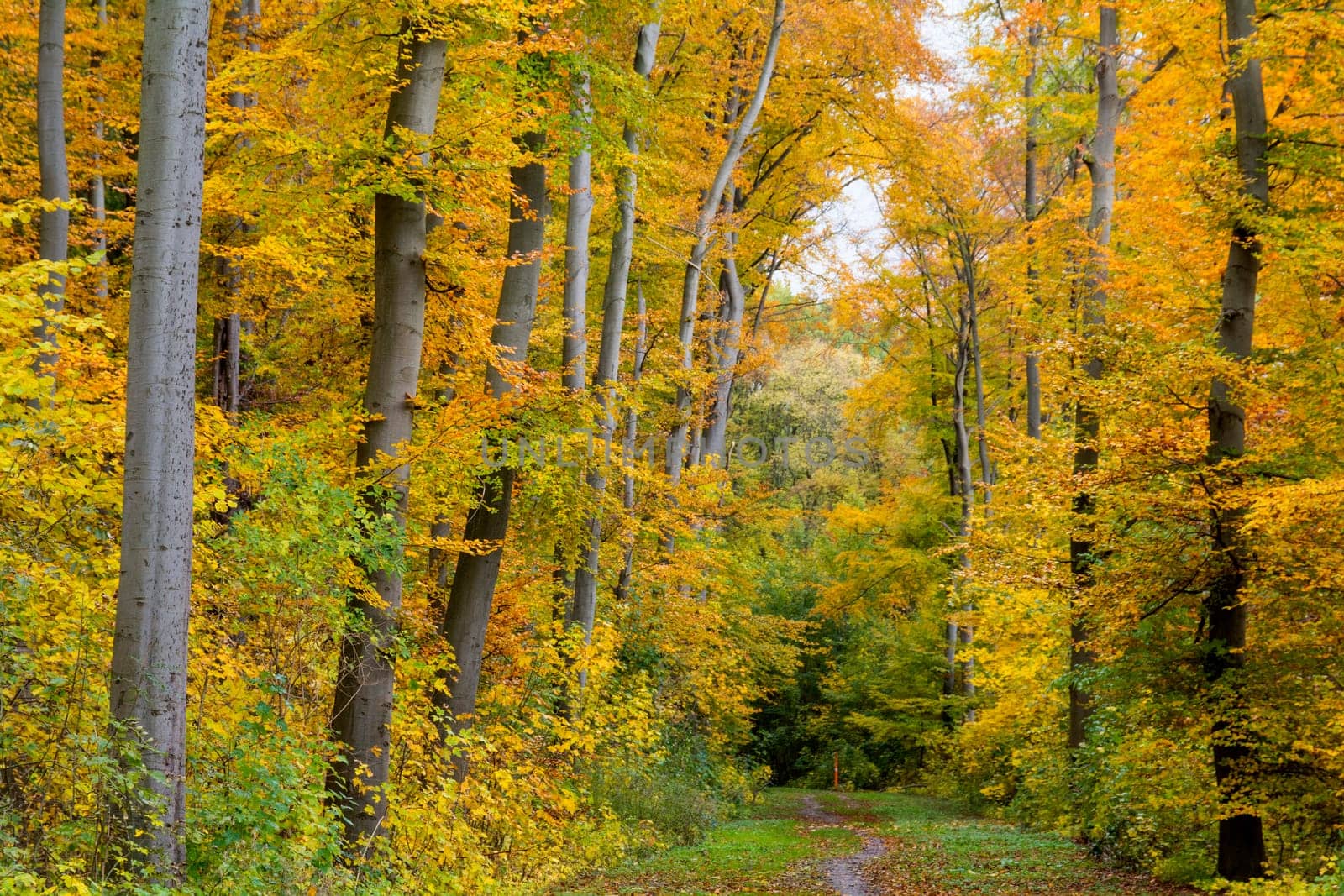 autumn in the forest