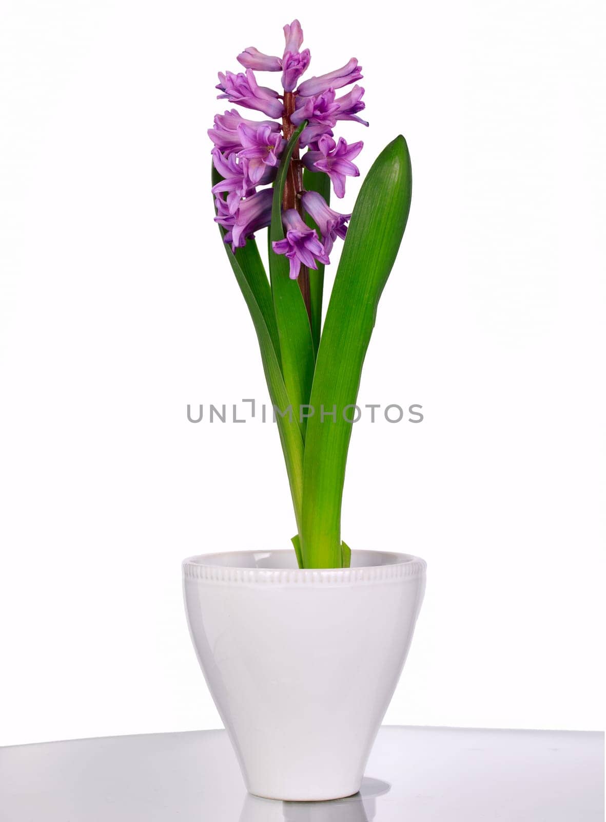Gentle lilac hyacinth on a white background