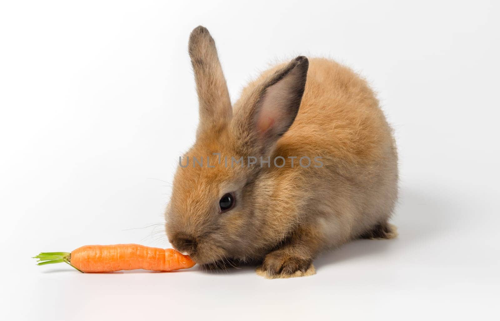 Brown cute bunny rabbit crouched and eating fresh baby carrot on white background