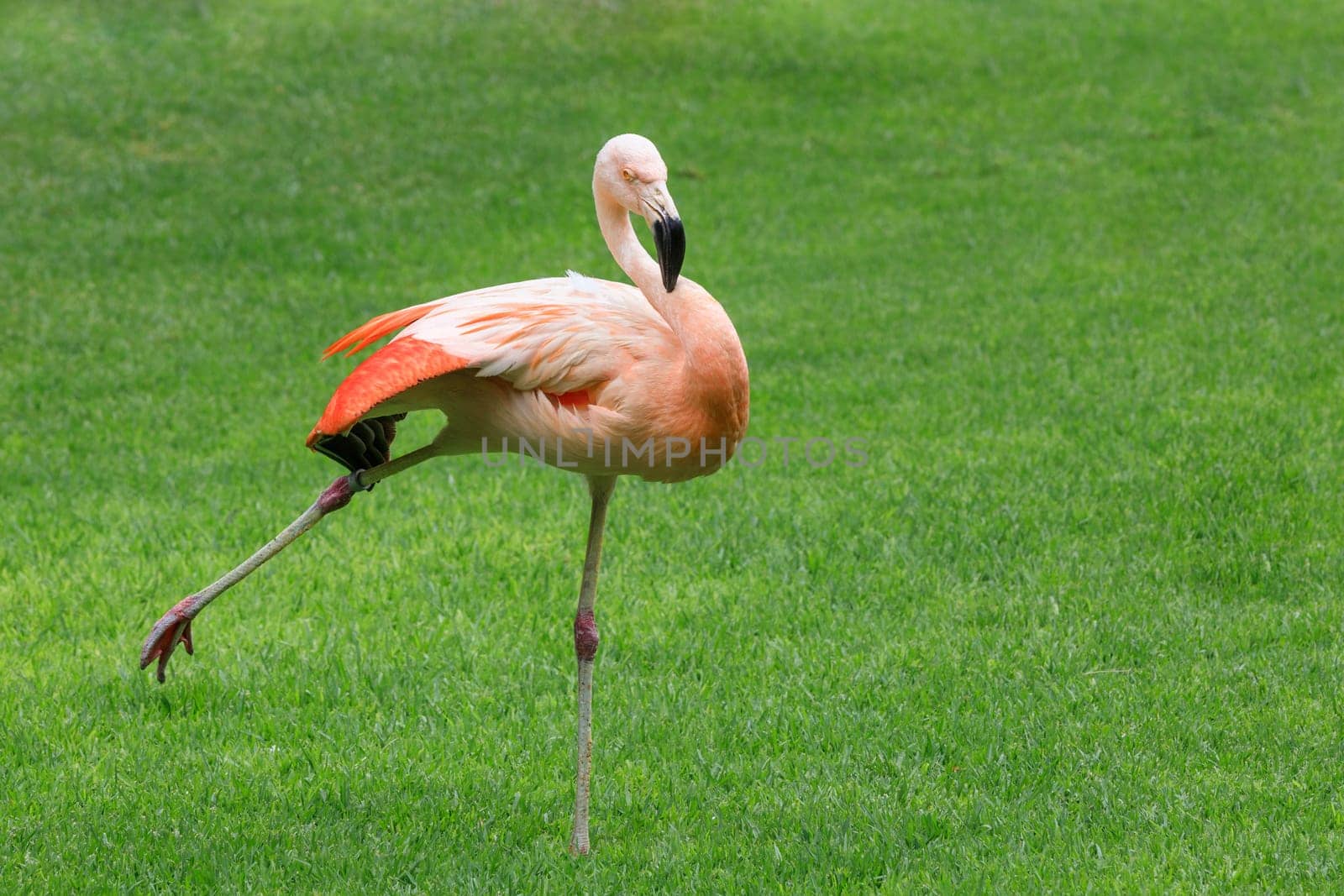 flamingo bird in the Loro Park in Tenerife, Canary Islands, Spain