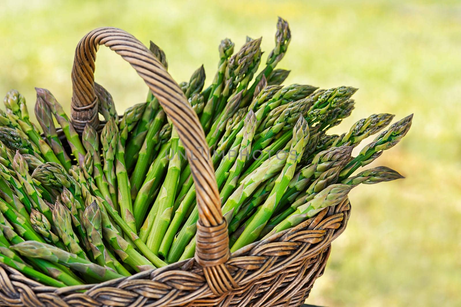 Asparagus. Fresh Asparagus. Pickled Green Asparagus. Bunches of green asparagus in basket, top view- Image