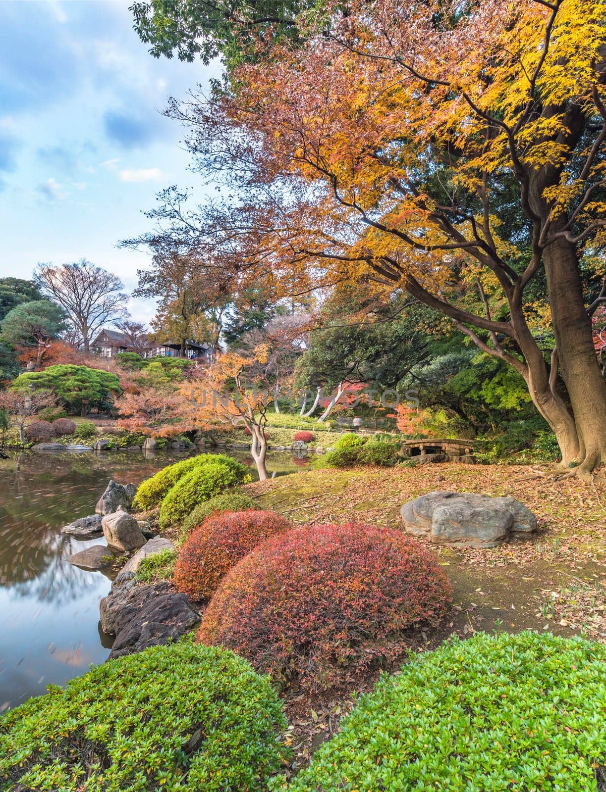 Tokyo Metropolitan Park KyuFurukawa's japanese garden's Shinji pond overlooking by red maple momiji leaves in autumn.