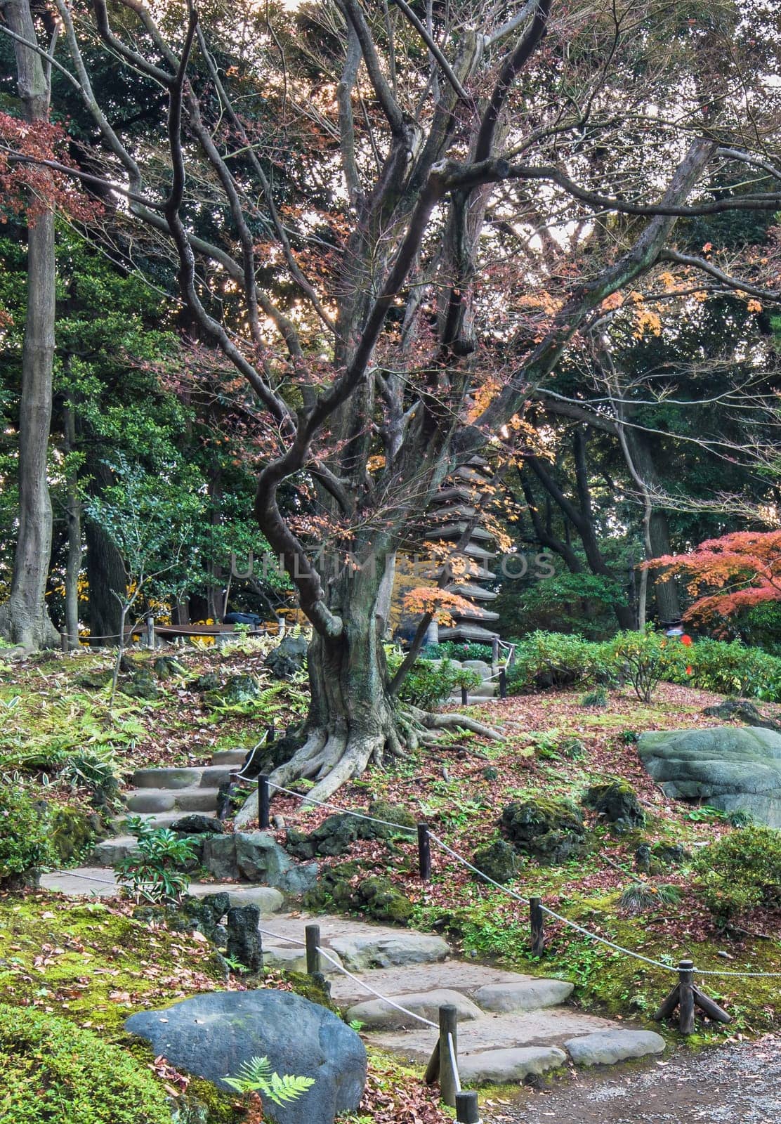 Tokyo Metropolitan Park KyuFurukawa japanese garden's stone stairs in the forest of maples and pines leading to a giant fifteen storied stone pagoda Kuyoto which symbolizes the thirteen Buddhist deitys prayed during the funeral calendar.