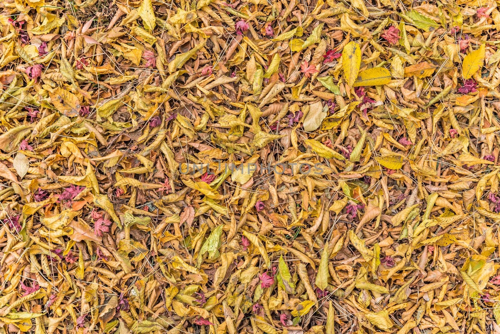 Beautiful autumn colors of Japanese maple tree iroha momiji leaves background in Tokyo public park in Japan