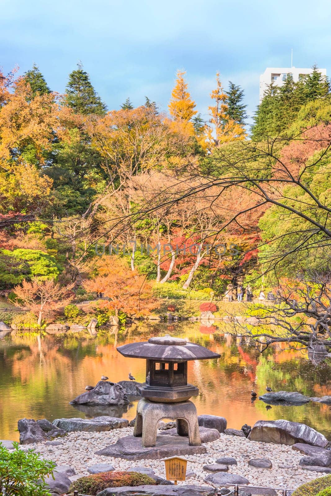 Tokyo Metropolitan Park KyuFurukawa's japanese garden's Yukimi stone lantern overlooking by red maple momiji leaves in autumn.
