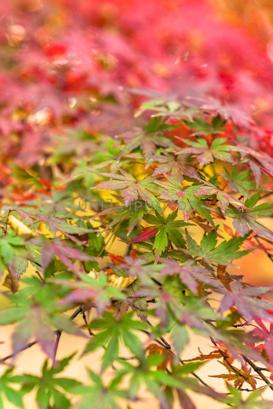 Beautiful autumn colors of Japanese maple tree iroha momiji leaves background in Tokyo public park in Japan