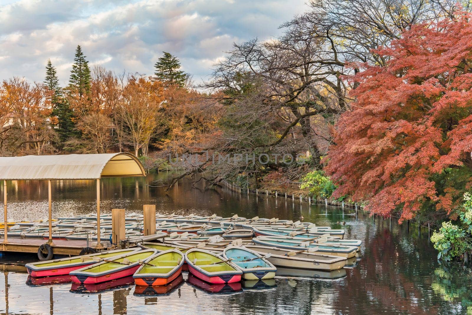 A collection of boats floating in the pond of Kichijoji Inokashira Park