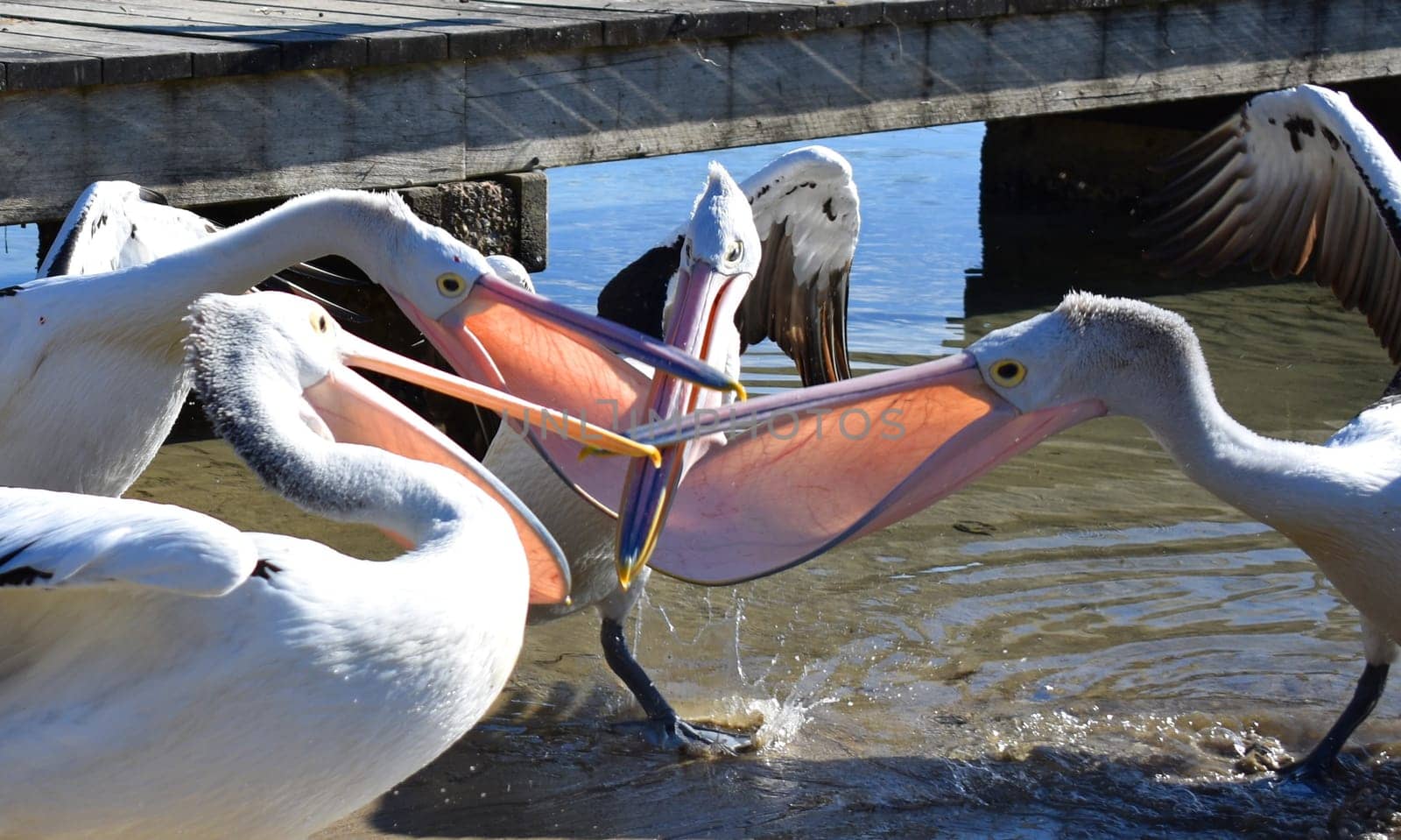 A group of pelicans at a wharf