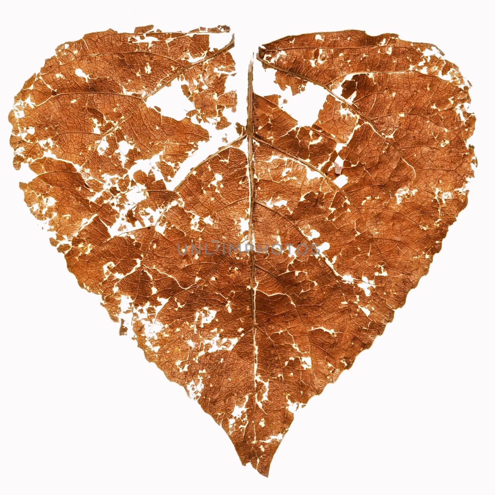 Damaged dry leaf reduced to pieces and small pieces, white background.
