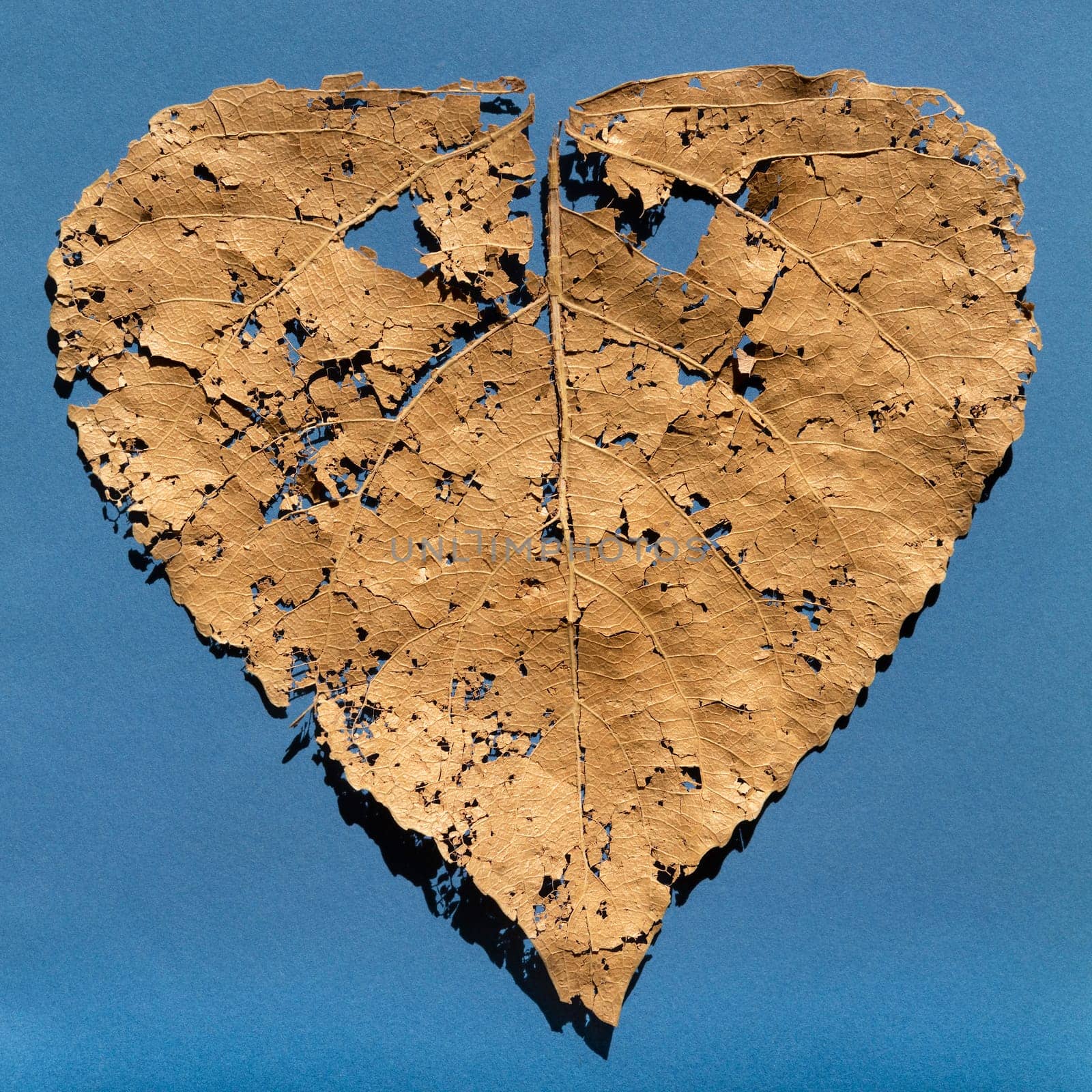 Damaged dry leaf reduced to pieces and small pieces, blue background.