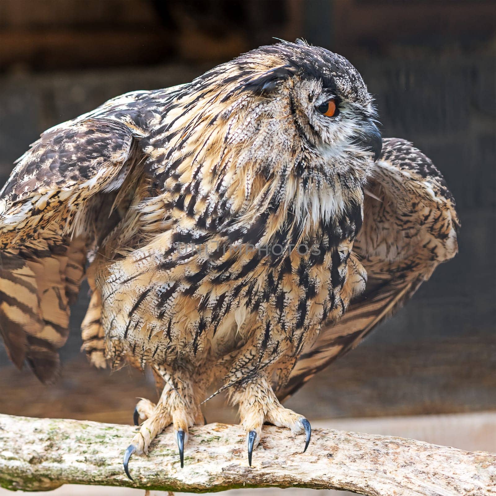 Soft-drawn portrait of an old owl in front of blurred background