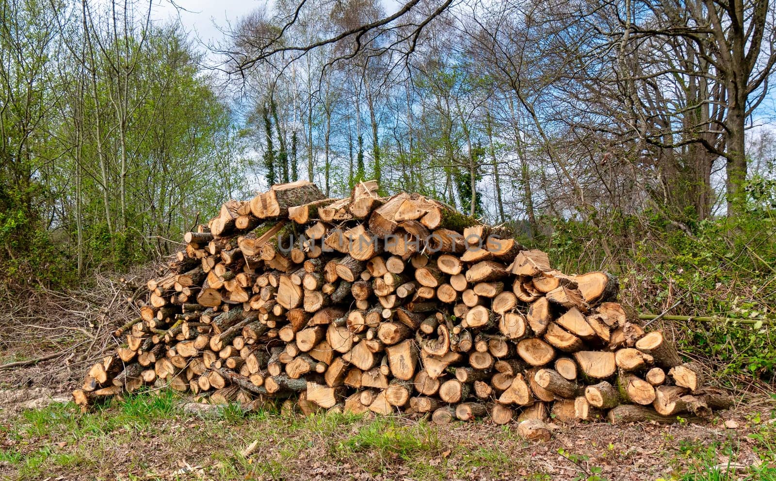Stack of wood in a forest. Close up shot