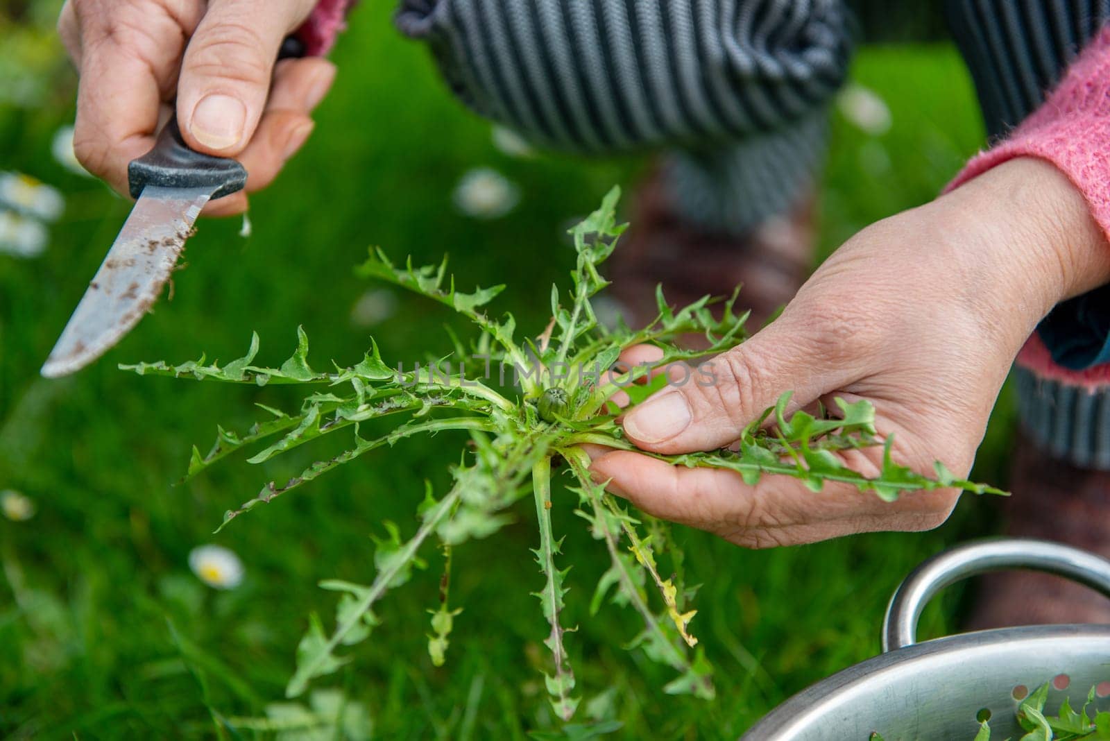 a woman picking dandelion (Taraxacum officinale) for salad