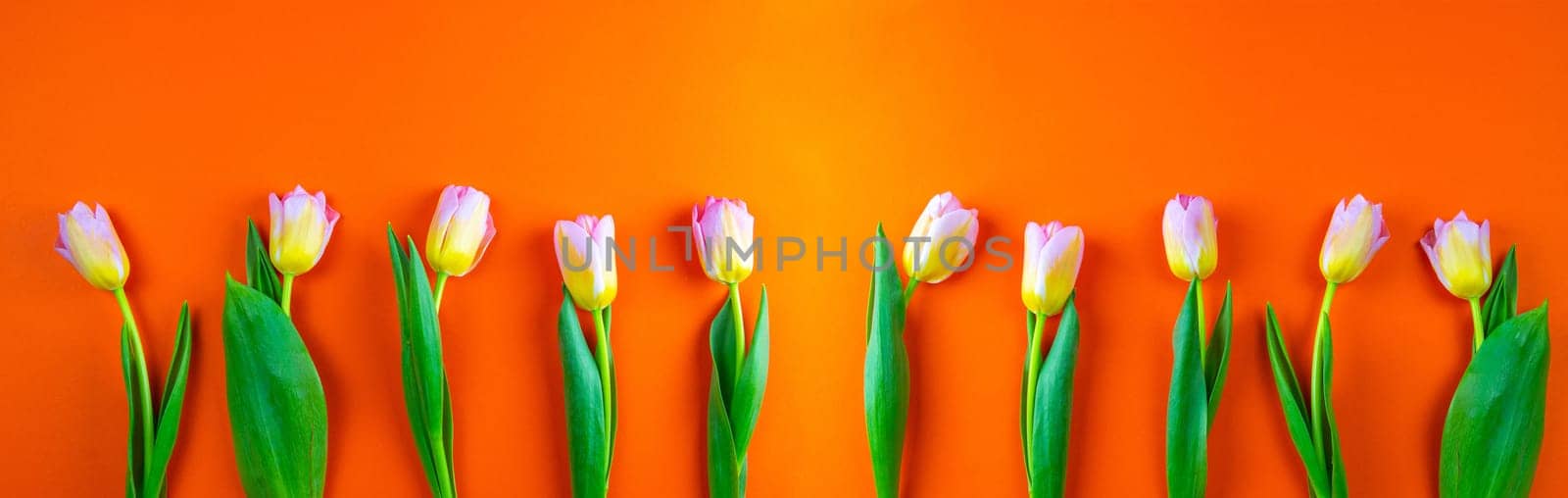 Bunch of orange tulips on background in the same color with clearspace.