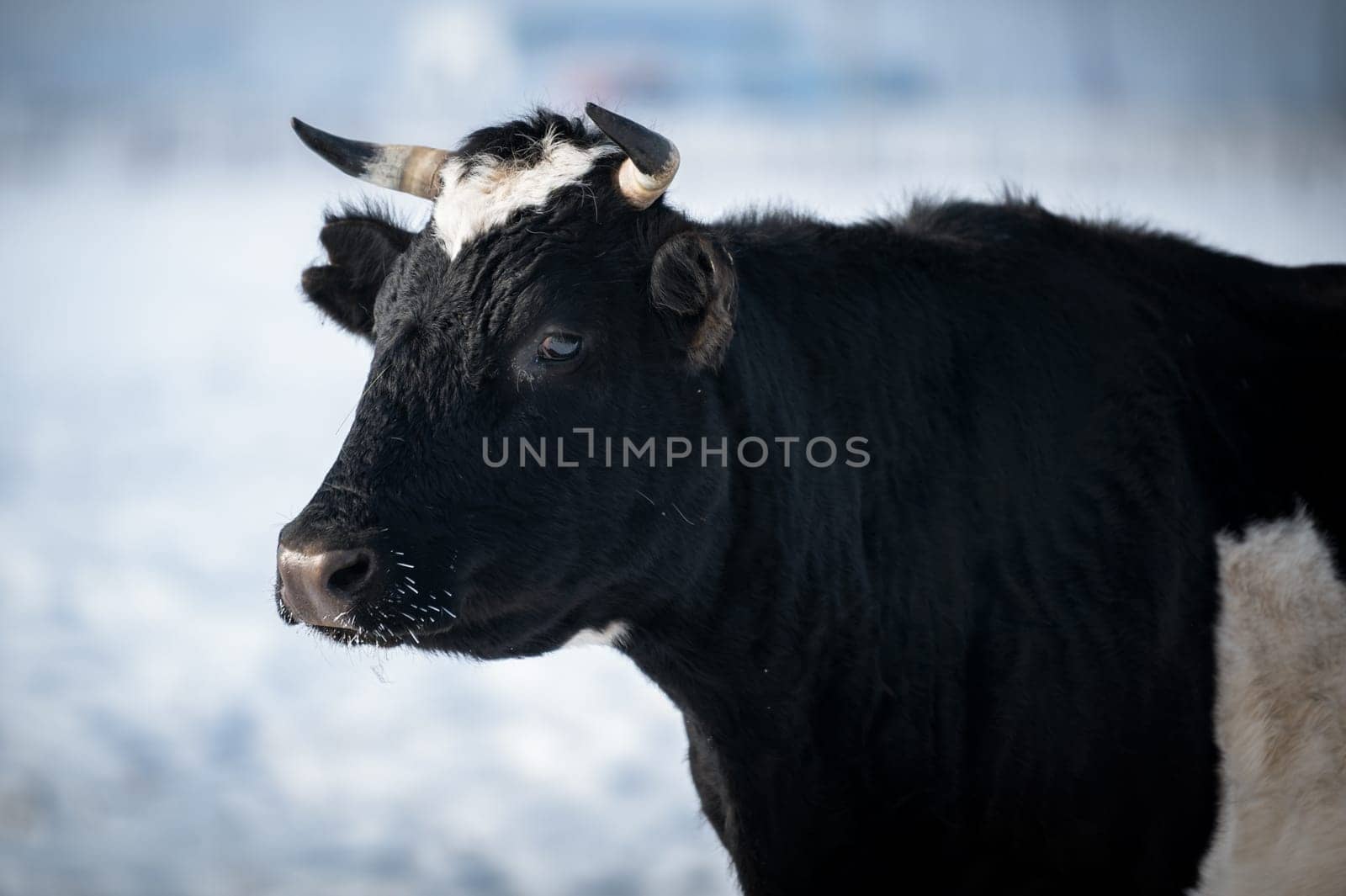 cows of Tazheran steppe in Irkutsk region, Siberia, Russia