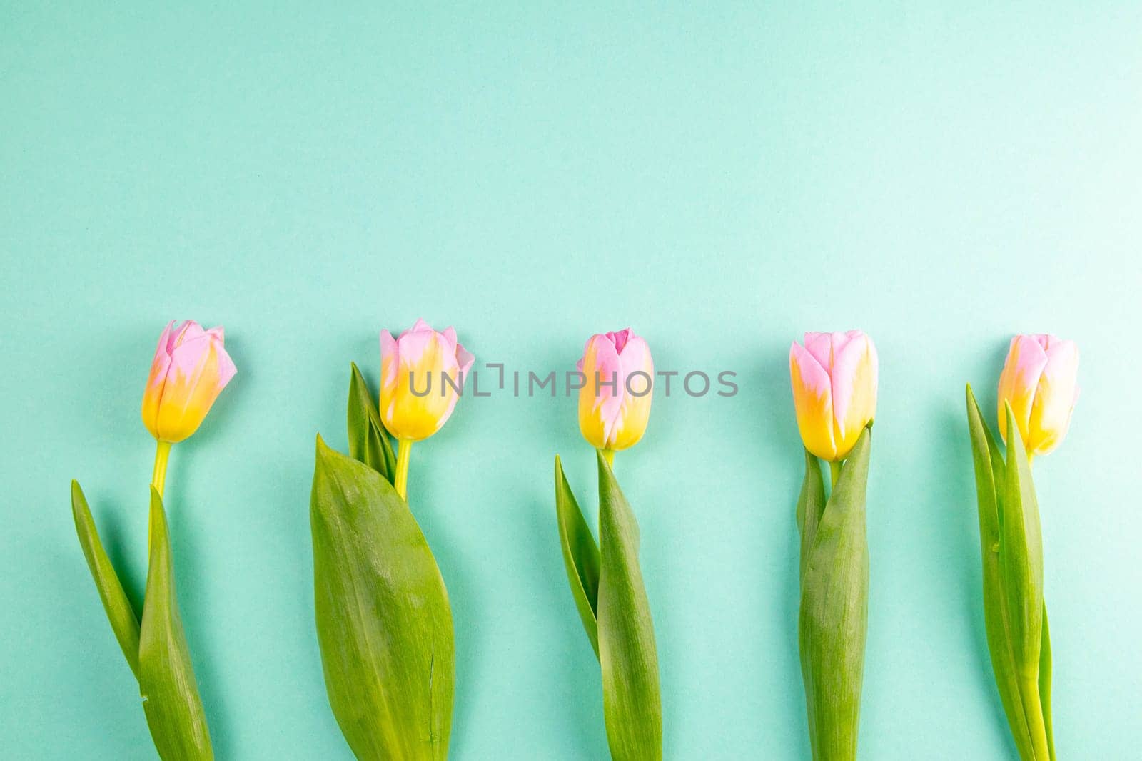 Fresh yellow-red tulips on a mint background. Holiday concept.