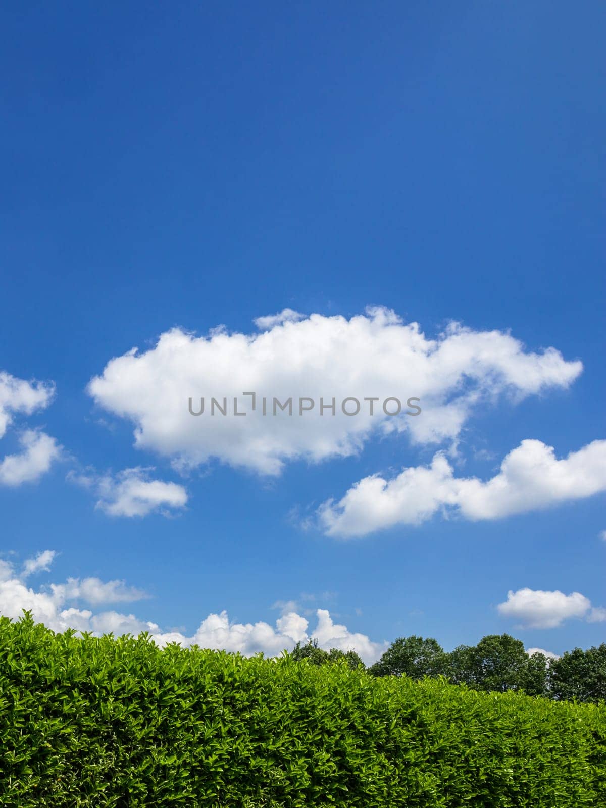 Hedge against the sky. Geen grass, hedge and amazing sky. Copy-space.