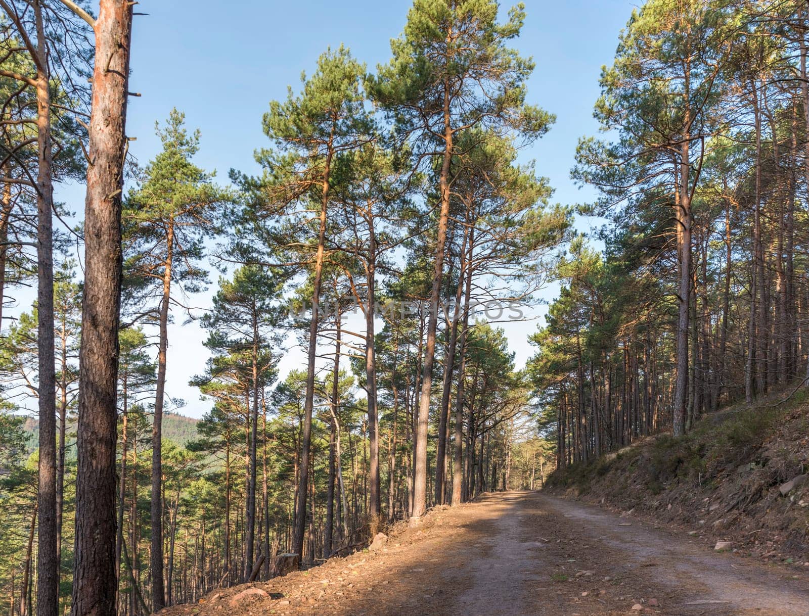View over a wooded valley with pines and deciduous trees in autumn