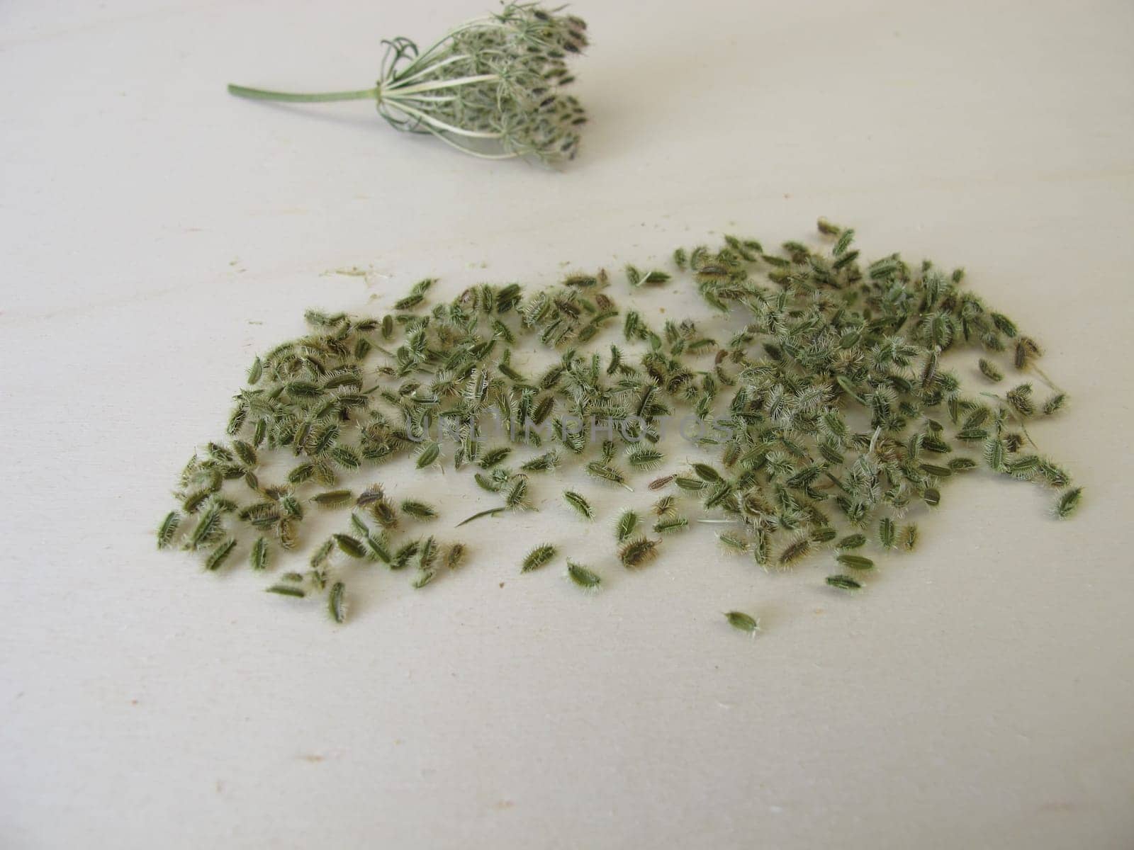 Edible seeds from the wild carrot