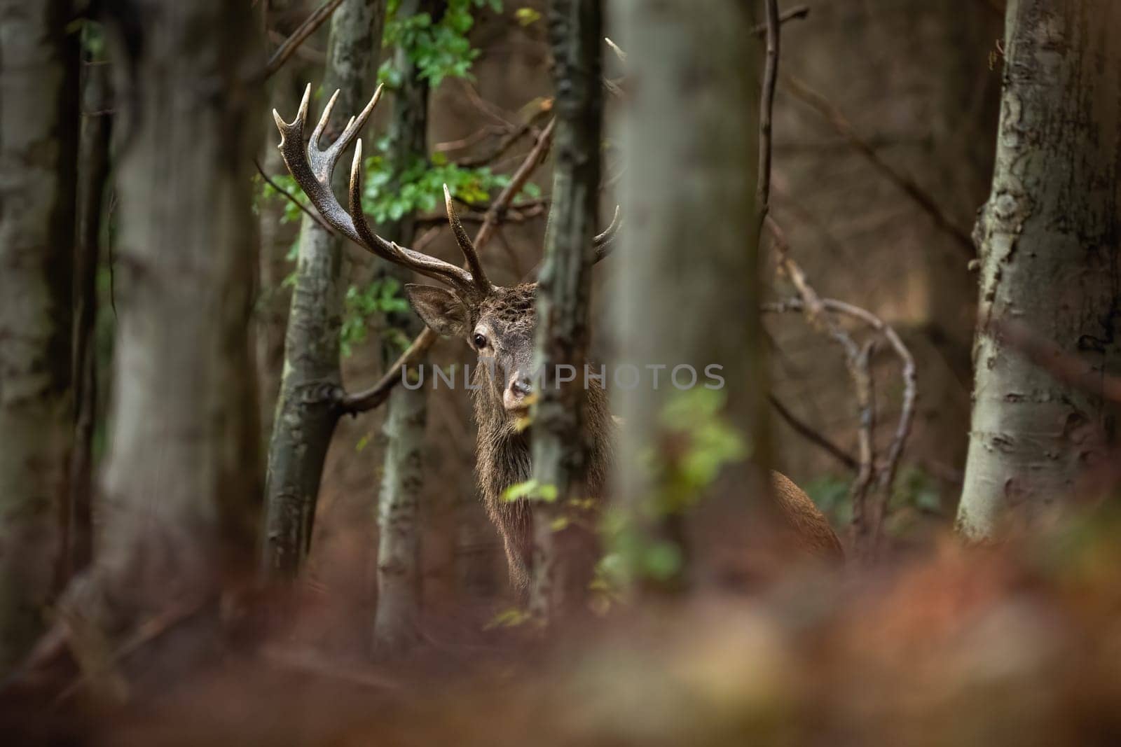 Curious red deer, cervus elaphus, stag looking from behind a tree in forest. Majestic wild animal with strong antlers from front view. Male mammal peeking out hidden in woodland.
