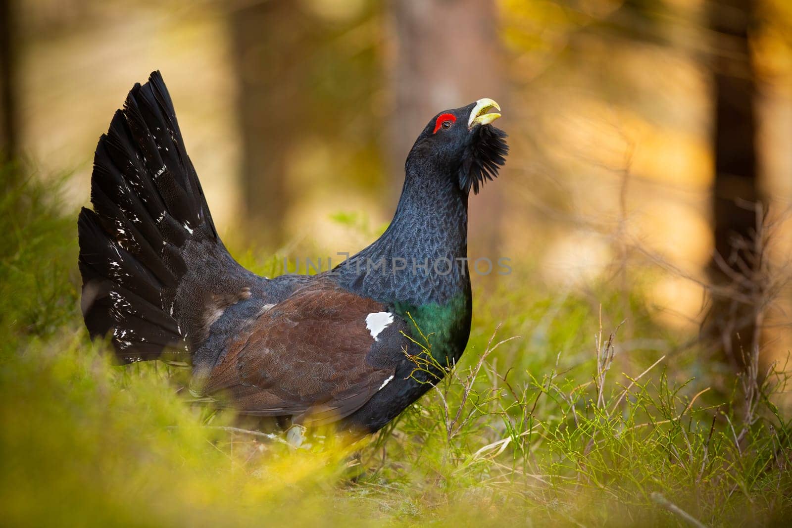Territorial western capercaillie, tetrao urogallus, male courting ground in spring forest at sunrise. Aggressive bird with black feathers calling with open mouth from side view. Animal wildlife.
