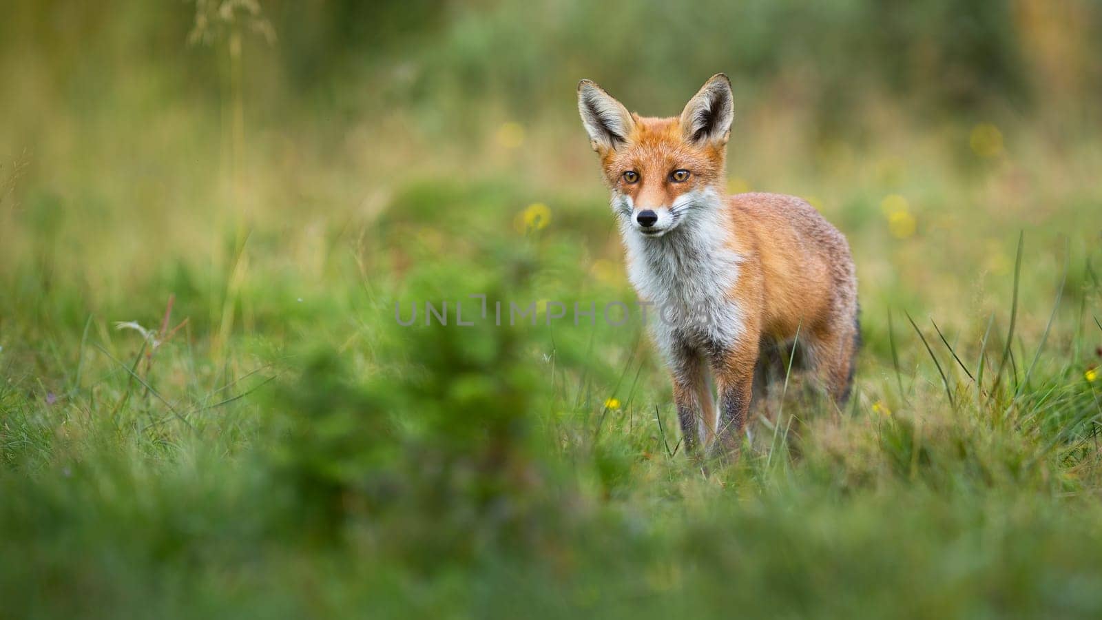 Alert red fox, vulpes vulpes, looking on a green glade in summer with copy space. Cute mammal watching in nature from front view. Animal predator observing from low angle.